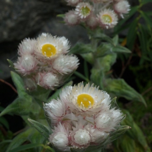 HELICHRYSUM FORMOSISSIMUM